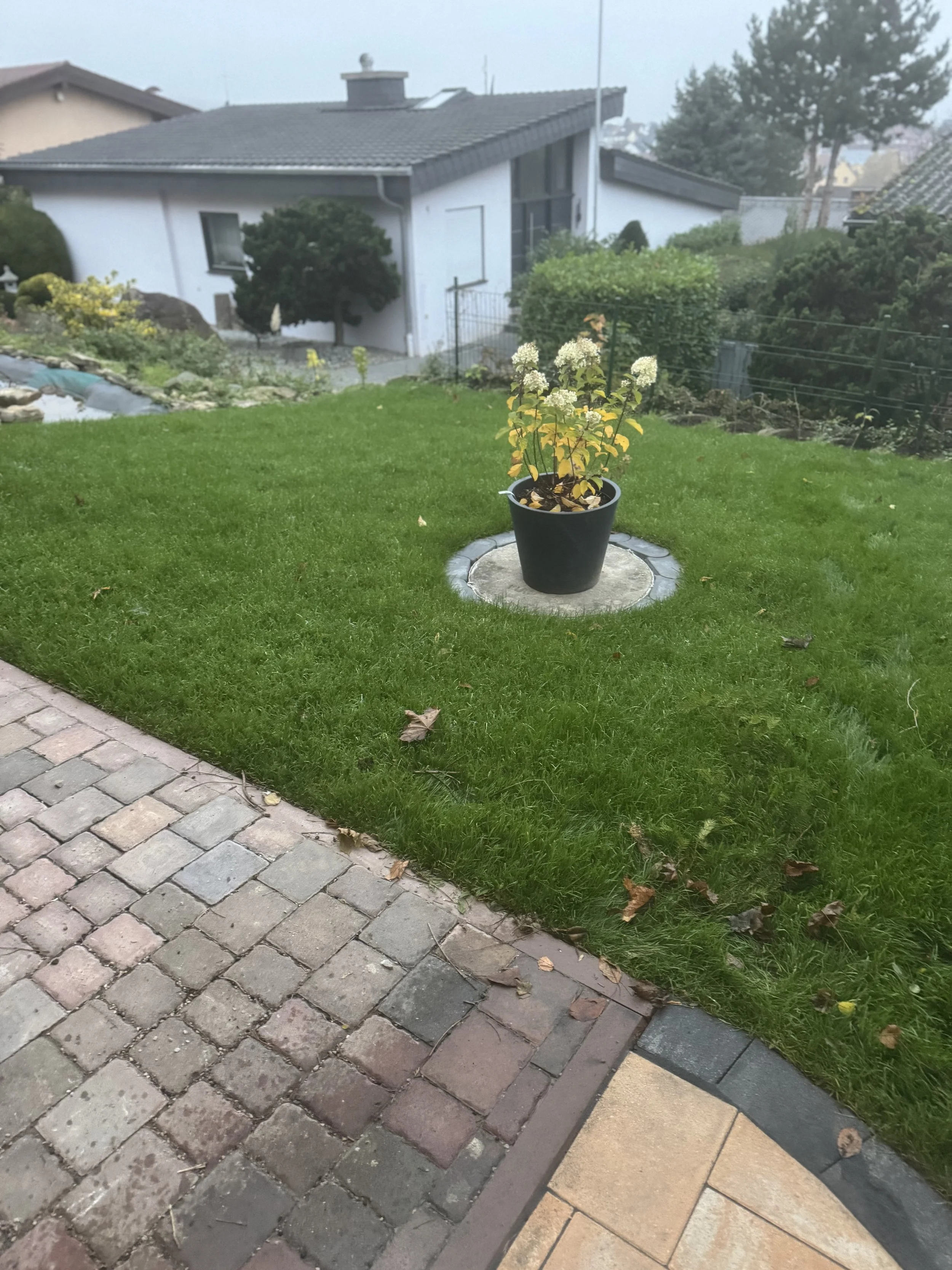 Ein Pott mit einer Pflanze auf einer grasbewachsenen Fläche vor einem Haus im Hintergrund.