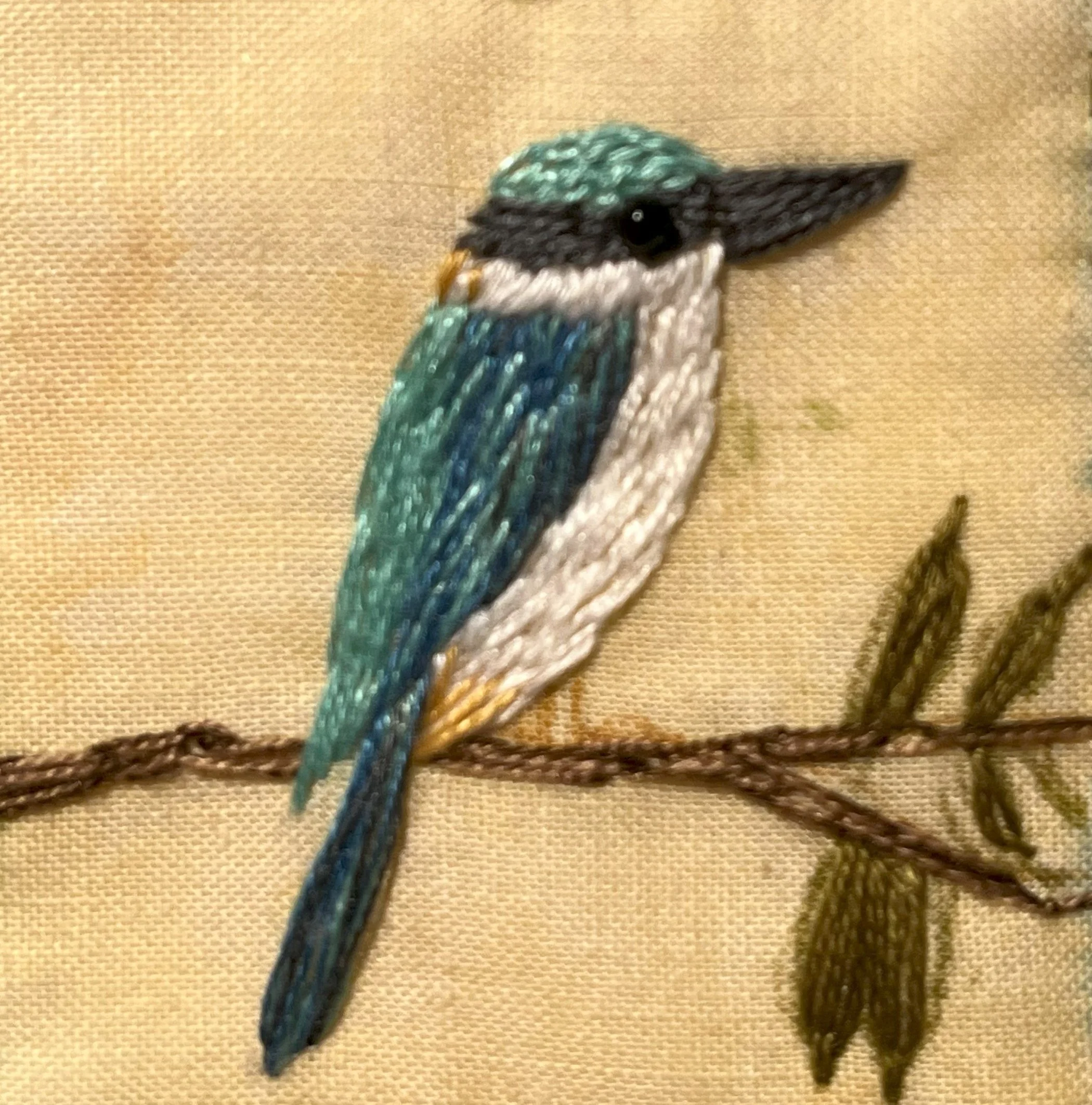 Sacred Kingfisher.jpg