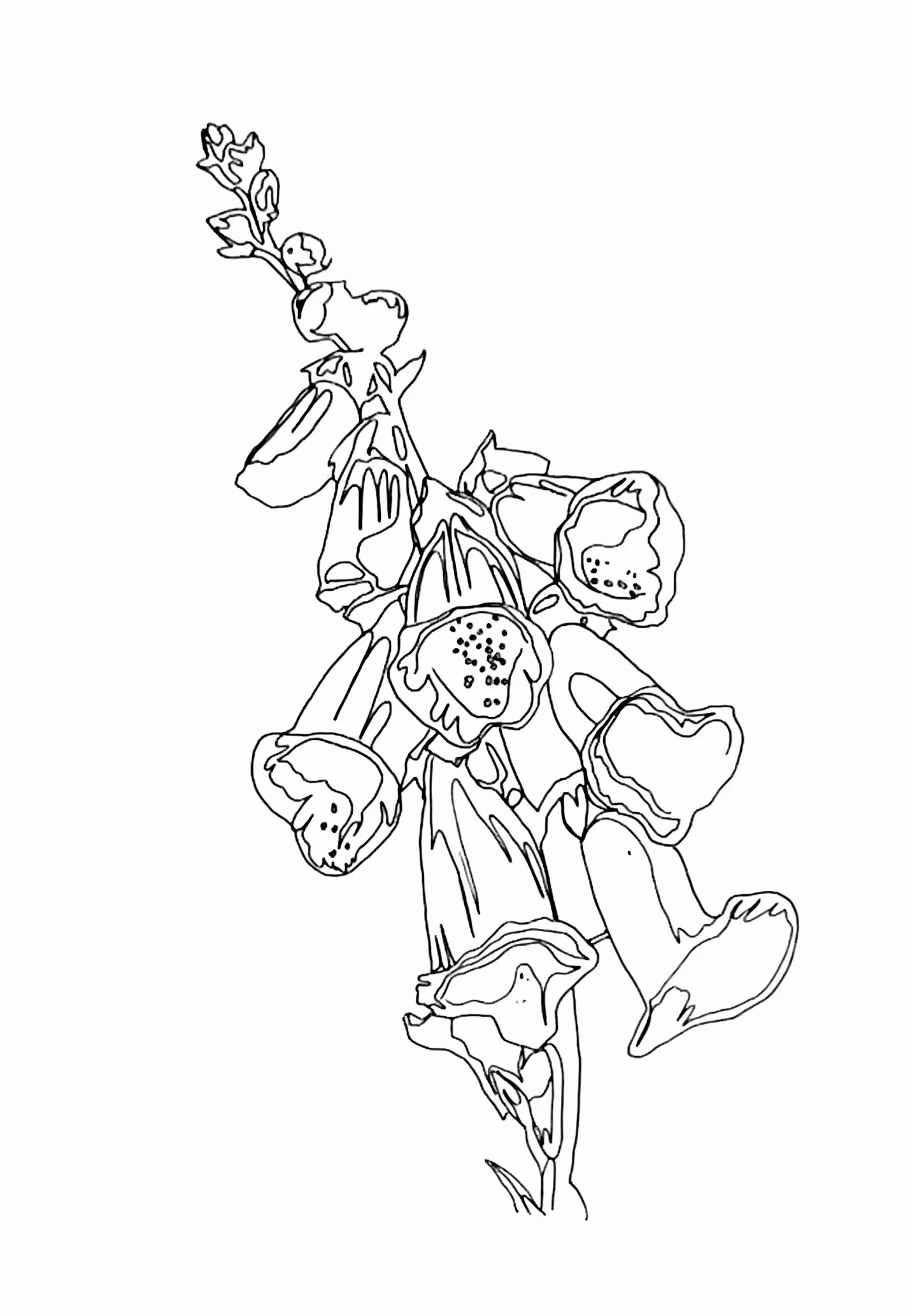 A4 Hand Drawn Outline Illustrations using a 0.1 fine line pen (2026)