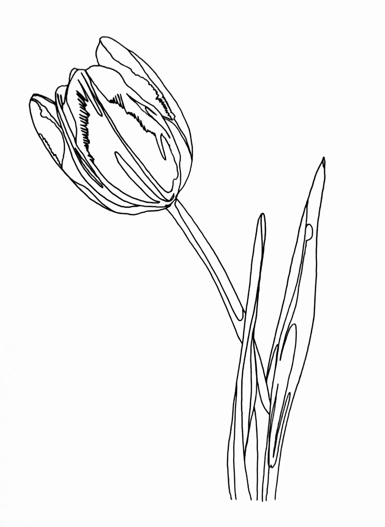 A4 Hand Drawn Outline Illustrations using a 0.1 fine line pen (2026)