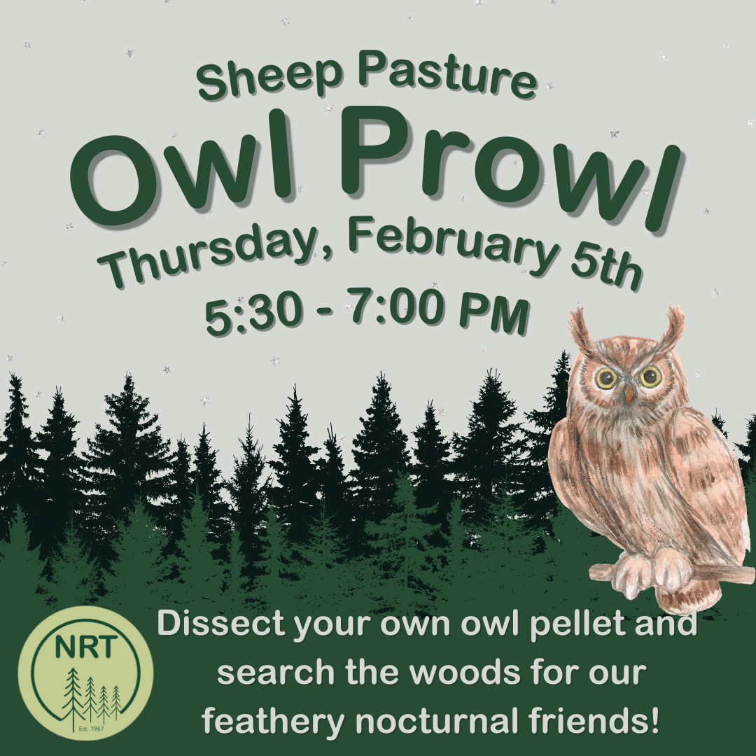 Sheep Pasture After Dark: Owl Prowl