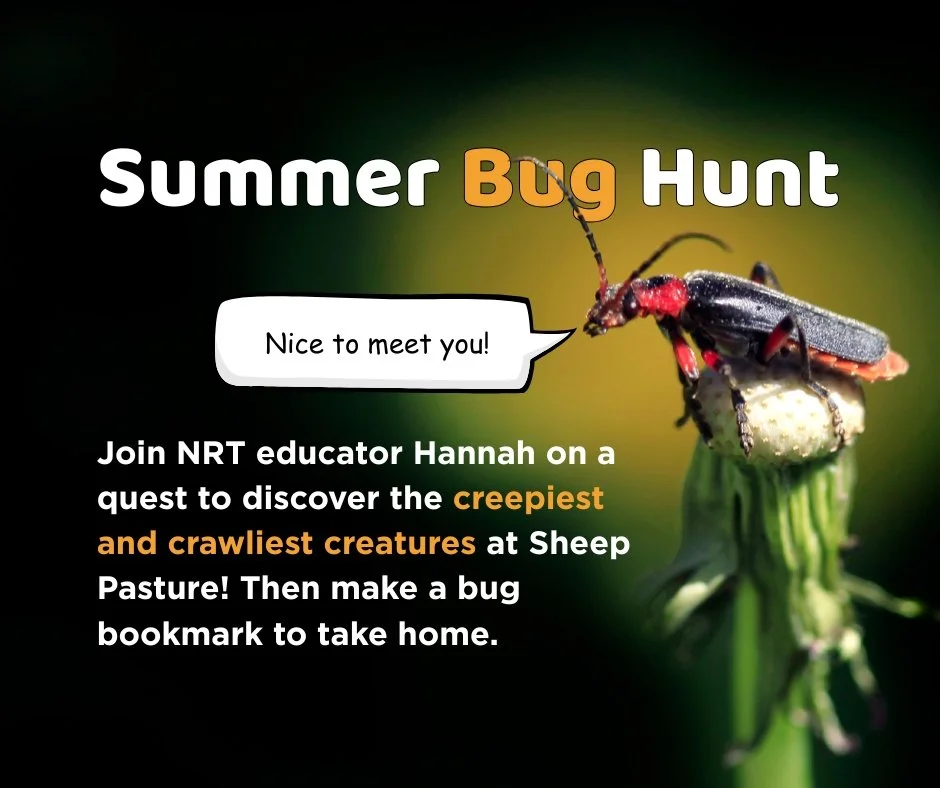 Summer Bug Hunt!