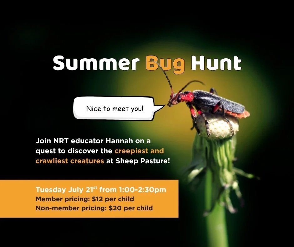 Summer Bug Hunt!