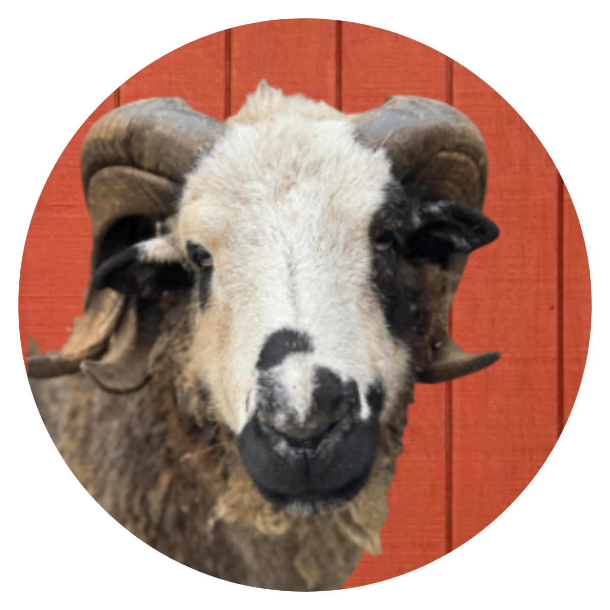 Close-up of a ram with large curved horns and yellow ear tags, set against a red wooden background.