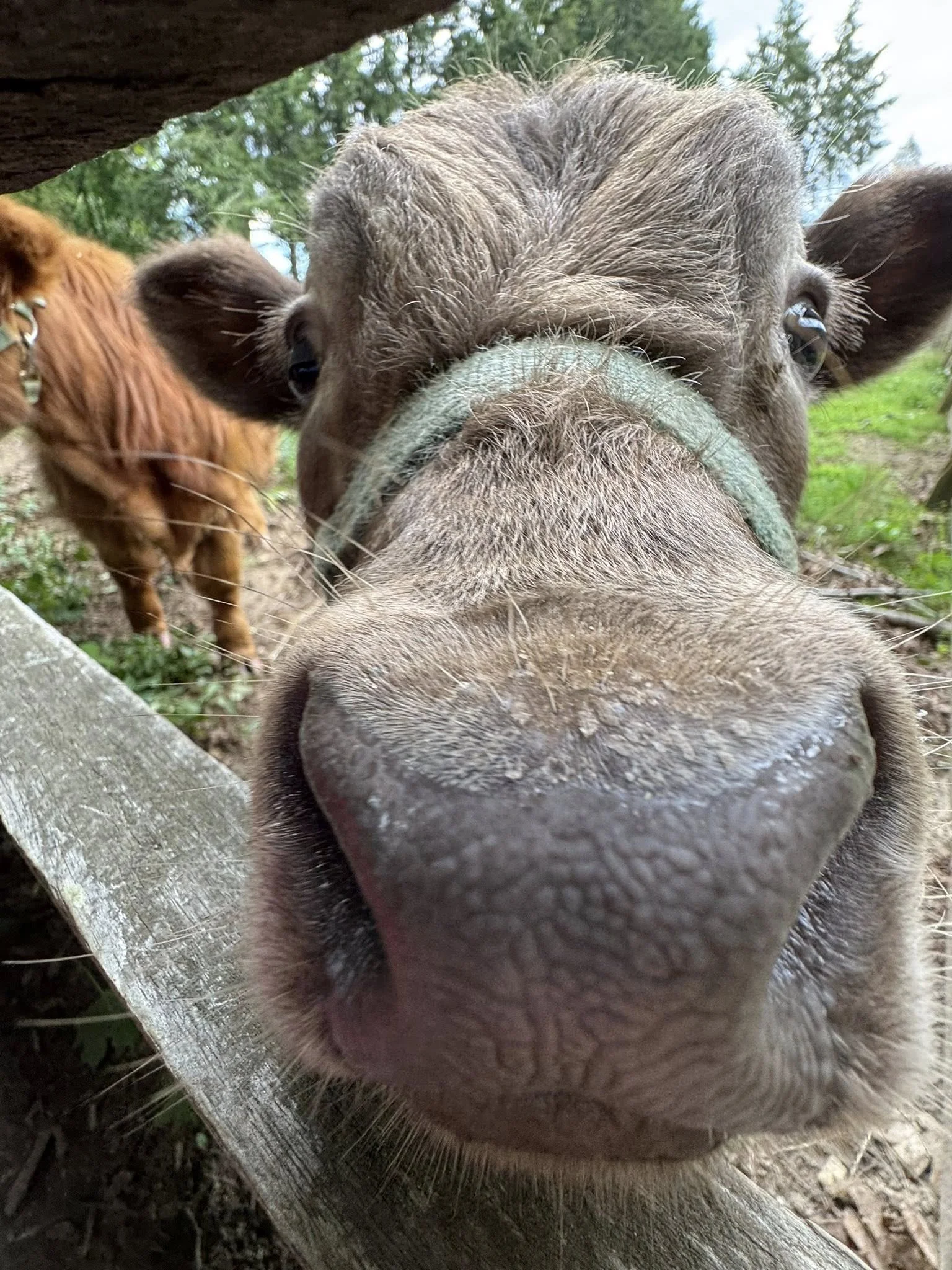 cow3.jpg