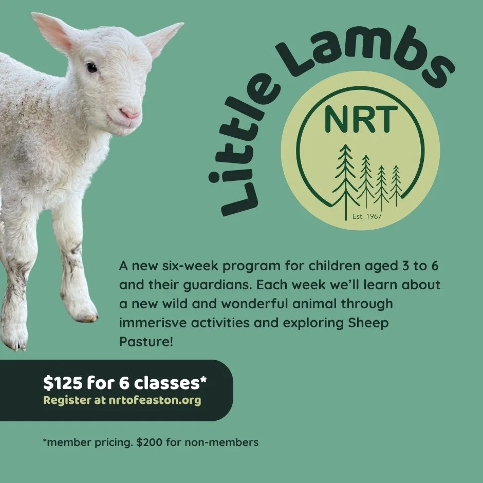 Little Lambs Fall.jpg