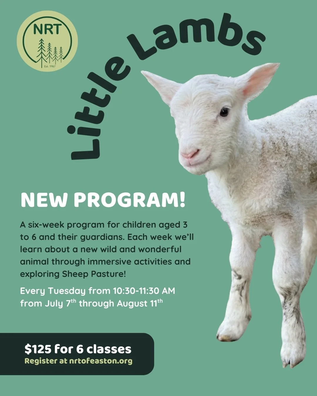 Little Lambs