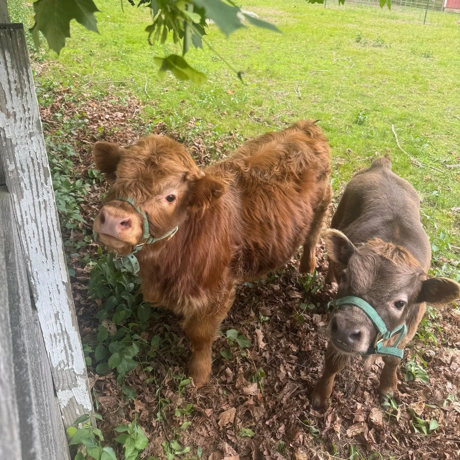 cows together.jpg