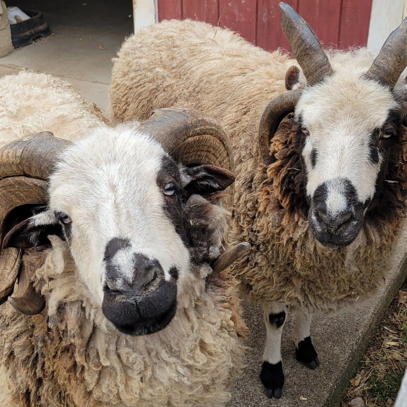 sheepe.jpg