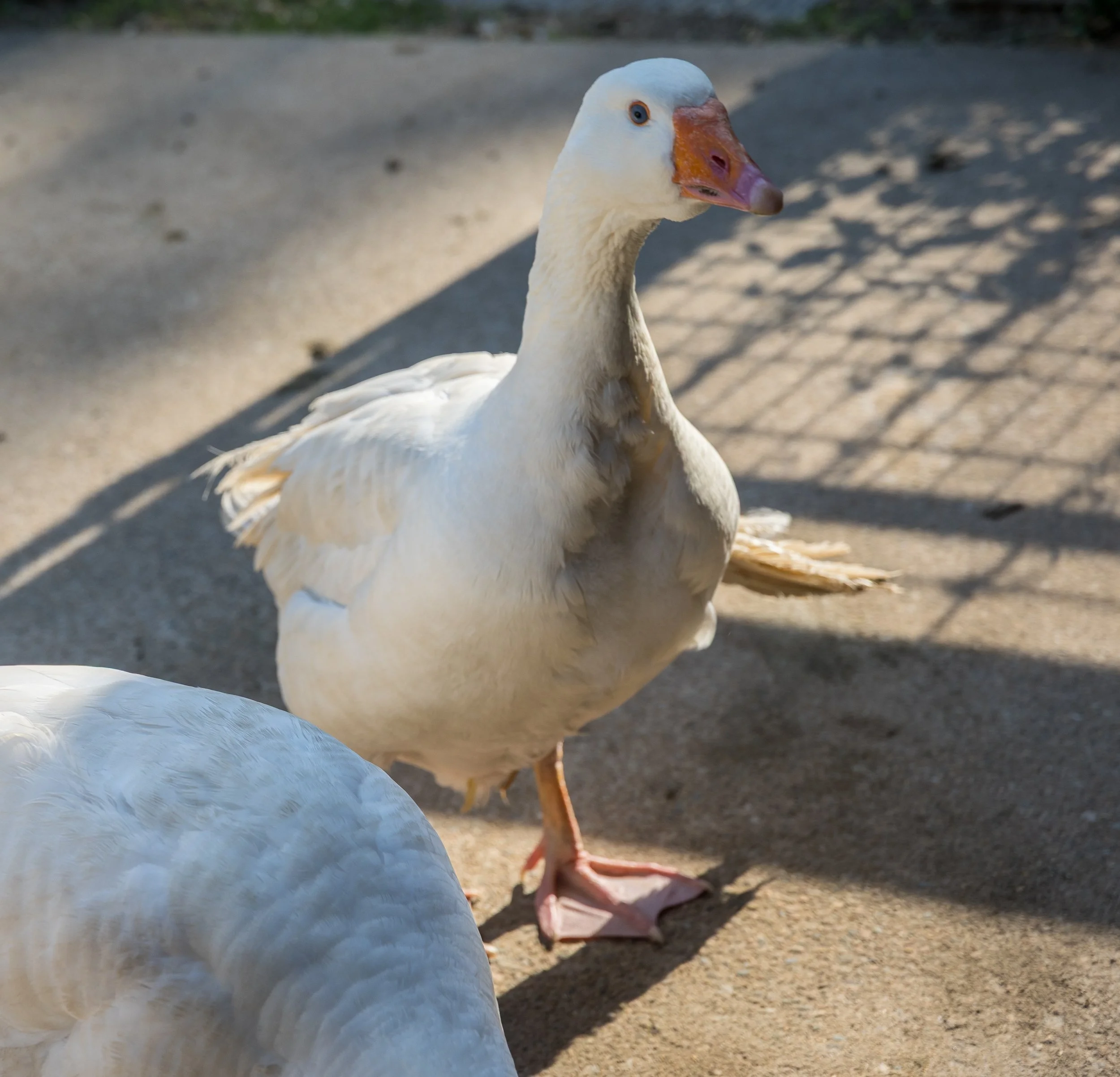 Goose.jpg