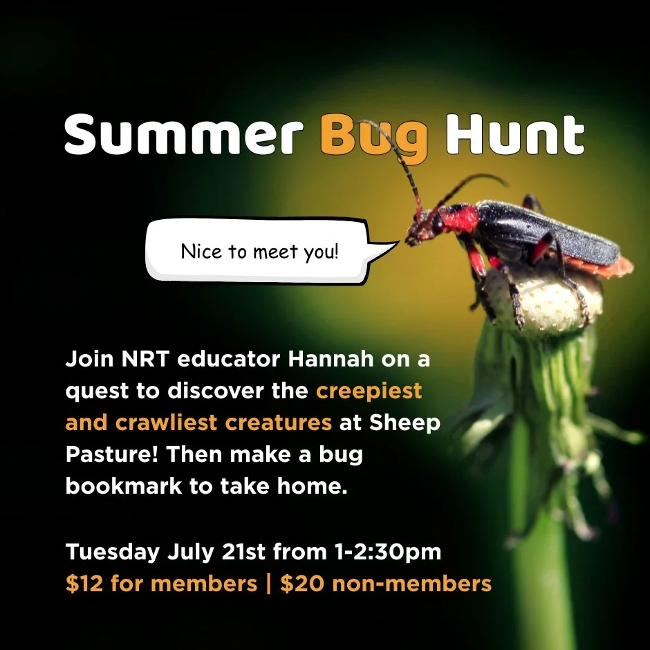 bug hunt.jpg