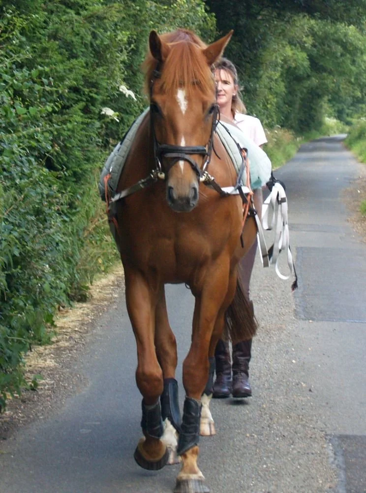 A brown horse walking on a path with a person holding its reins.