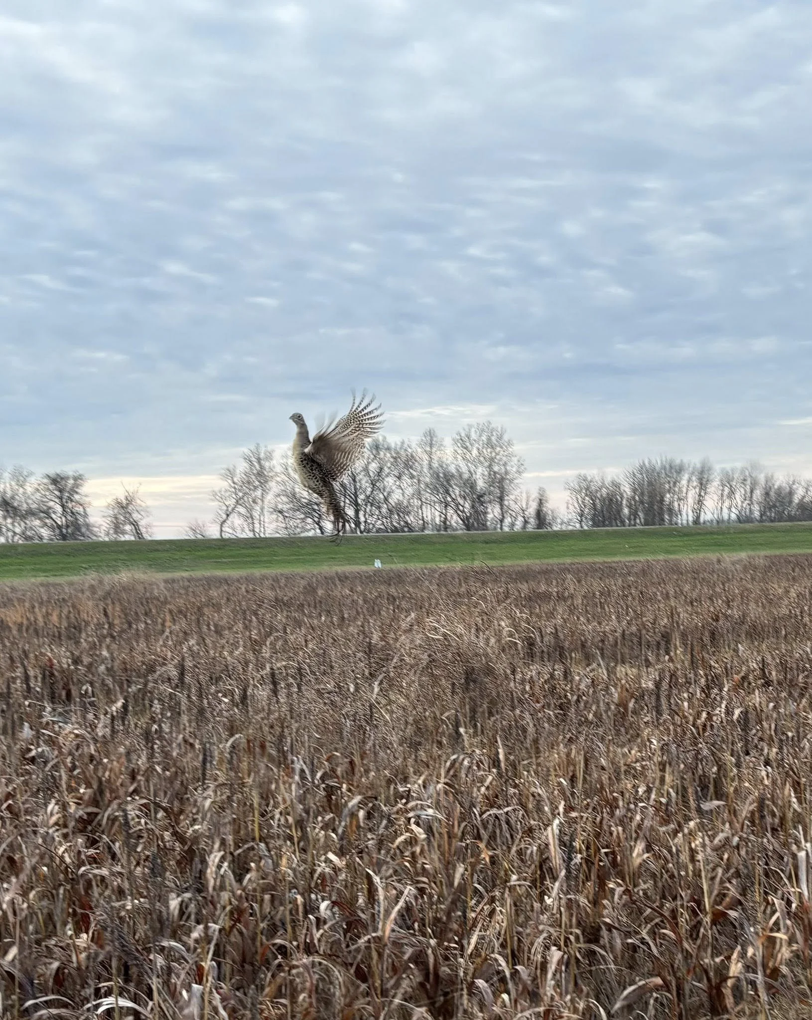 the roost 42.jpg