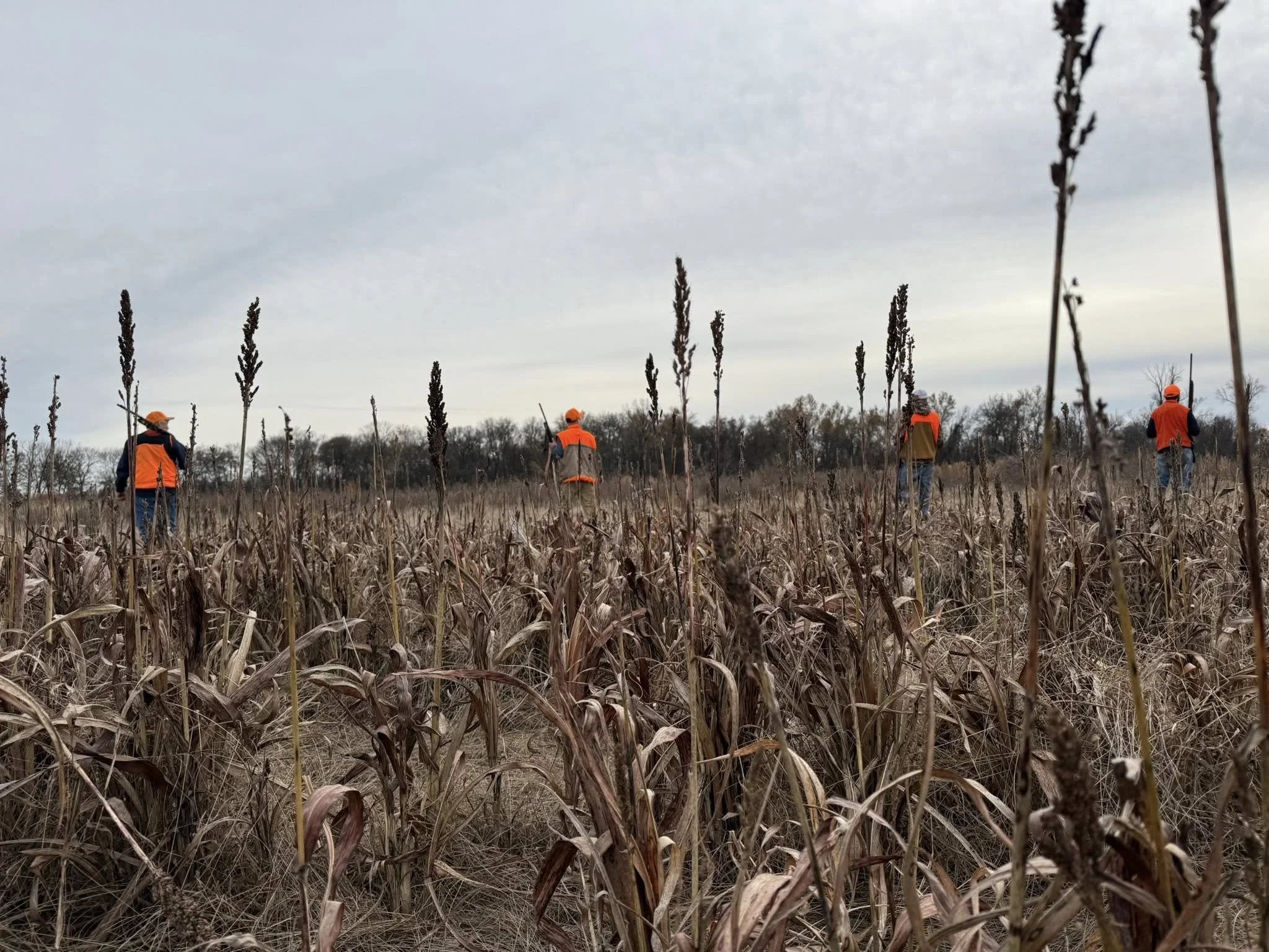 the roost 56.jpg