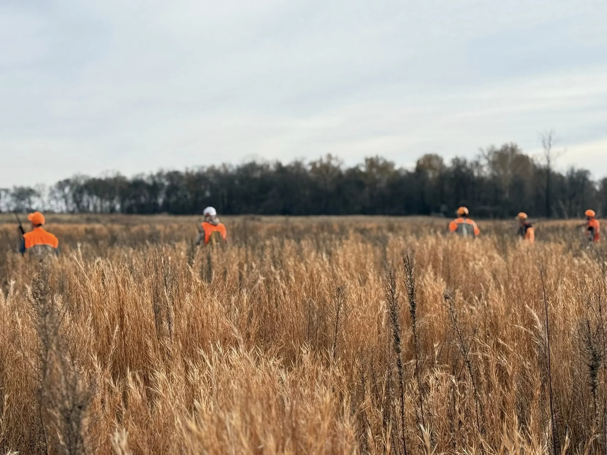 the roost 50.jpg