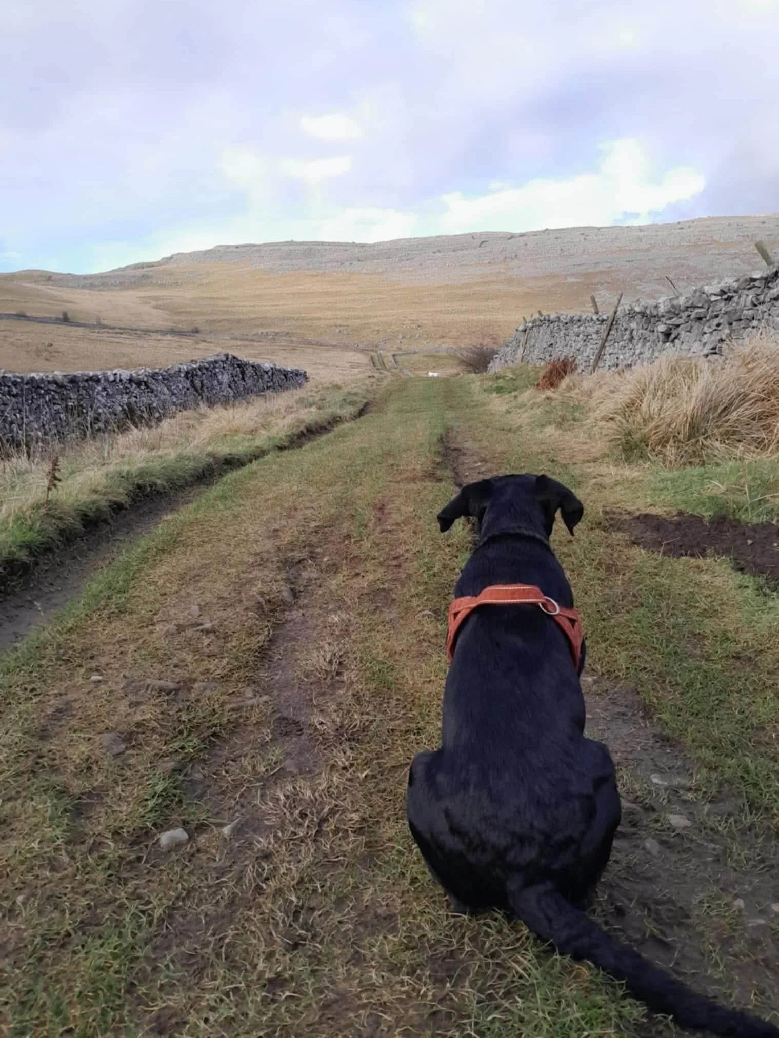 A large black dog with a red harness faces away from the camera staring out at vast English countryside