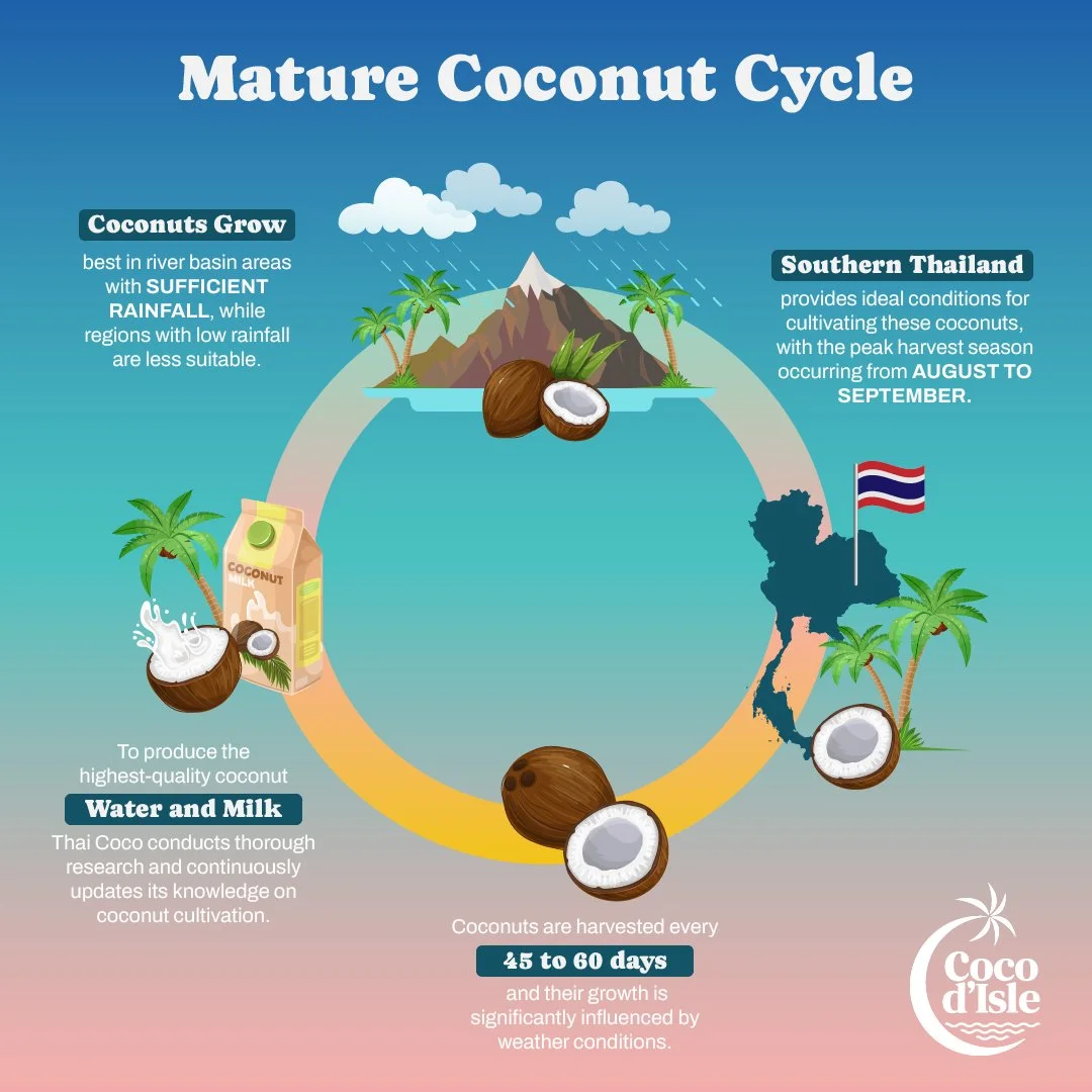Infographic on mature coconut cycle. Illustrates optimal coconut growth in rainy river basin areas. Highlights Southern Thailand’s ideal conditions, with harvest peak from August to September. Describes production of high-quality coconut water and milk and mentions coconuts are harvested every 45 to 60 days, influenced by weather. Includes Thai map and flag imagery.