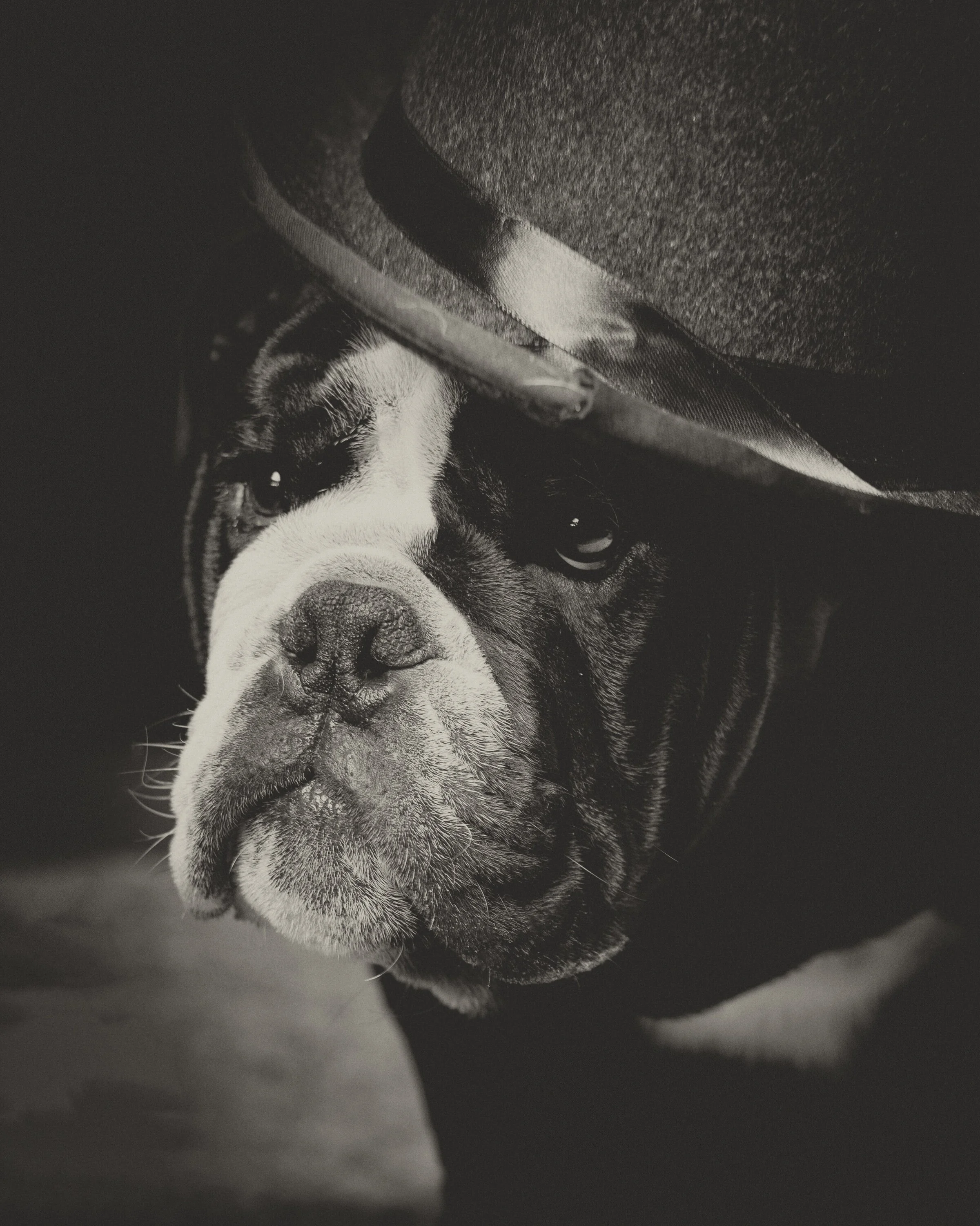 bulldogfather.jpg