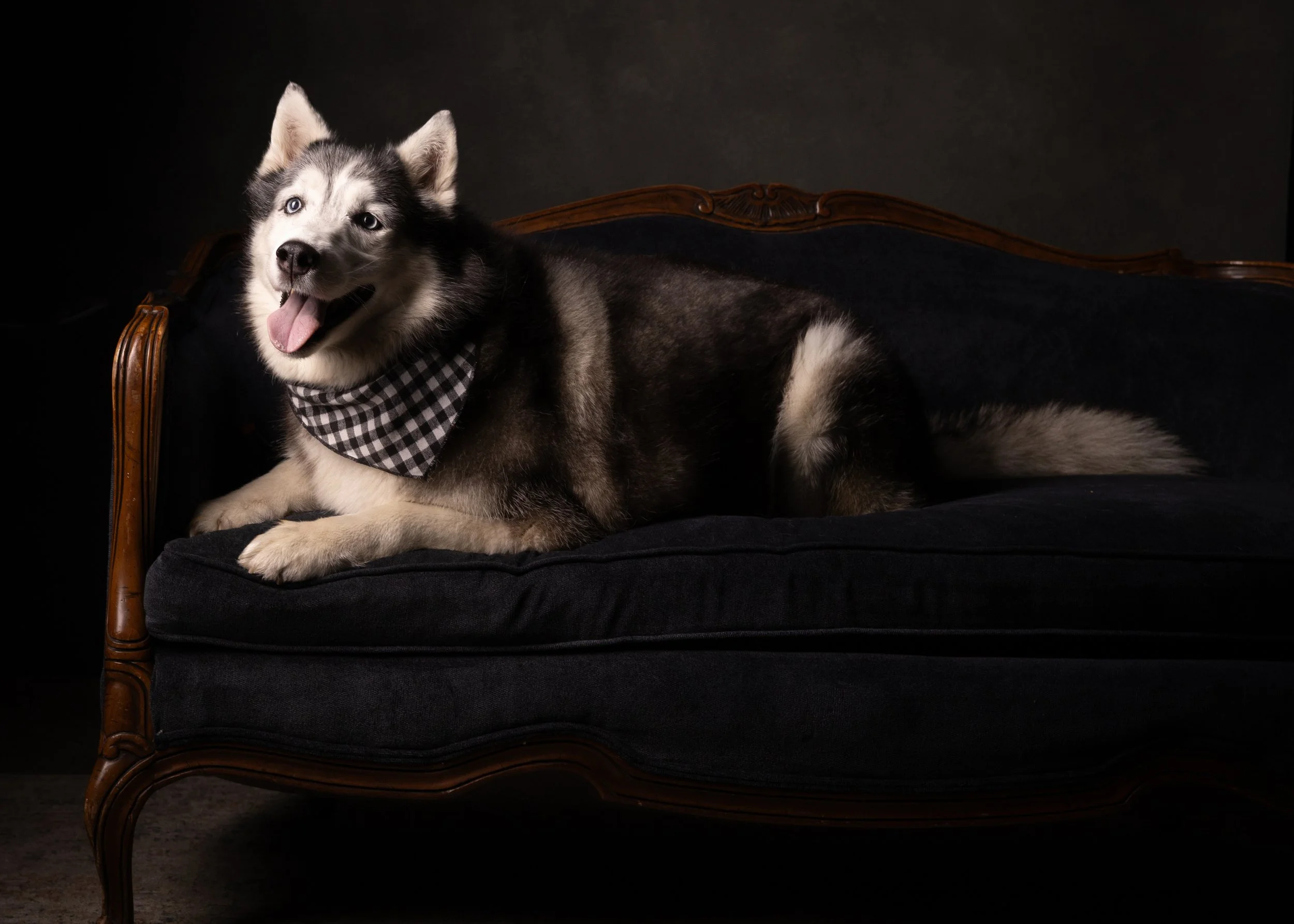 husky couch.jpg