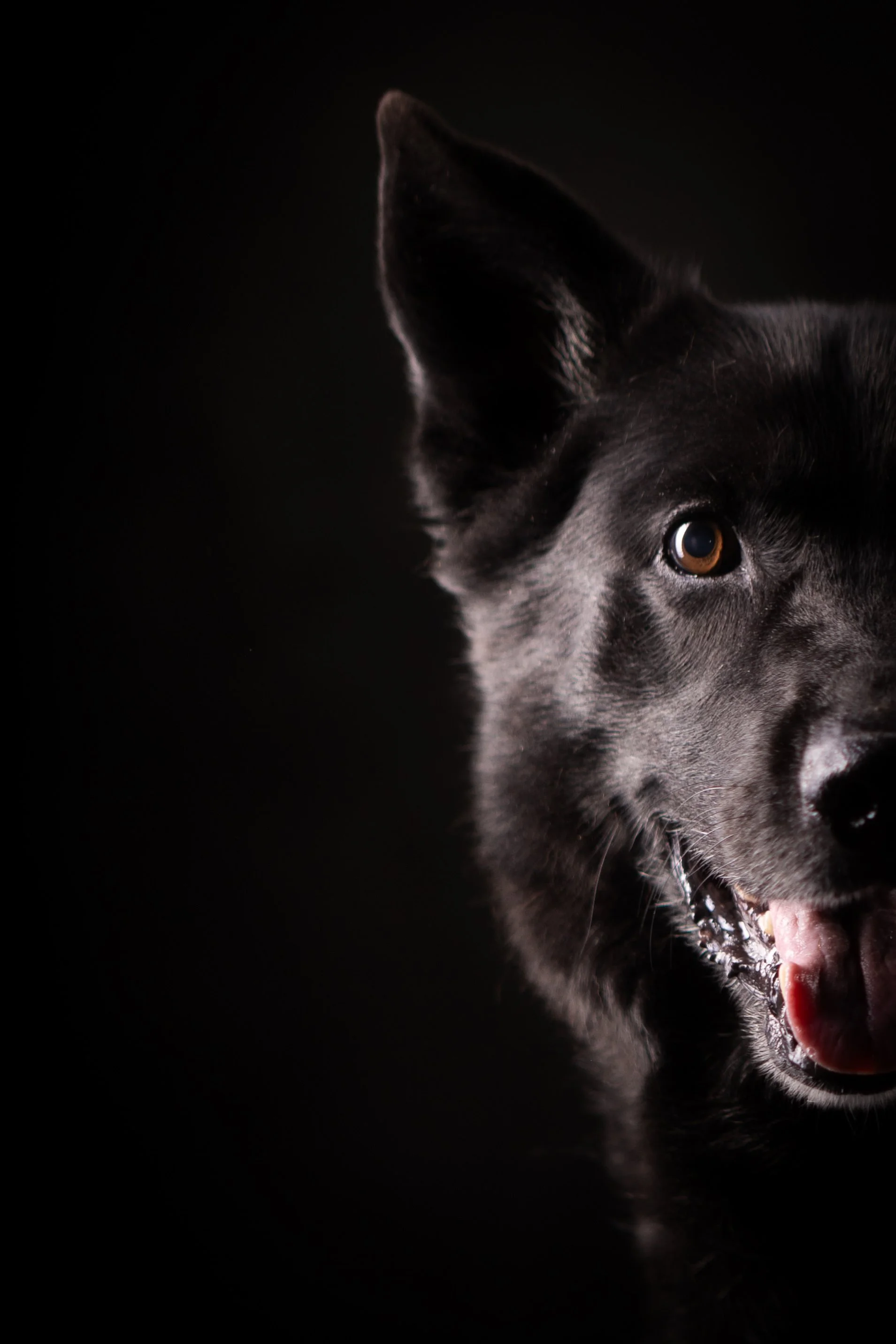 shep half.jpg