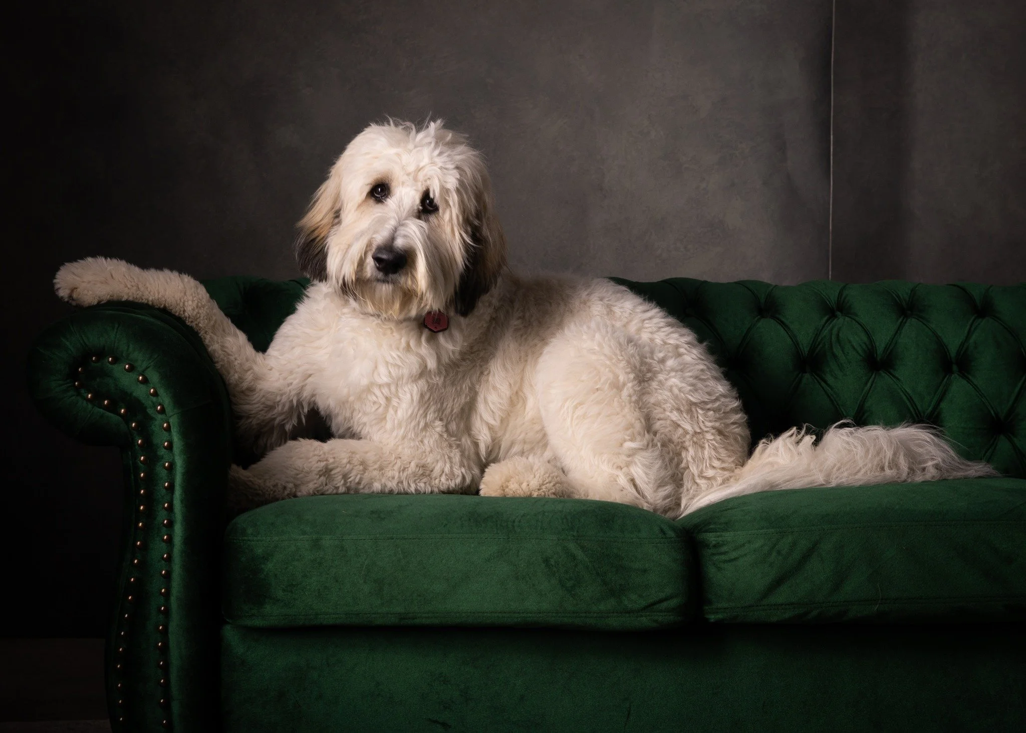 white dog green sofa.jpg