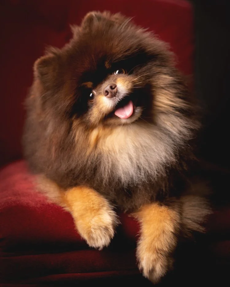 pomeranian.jpg