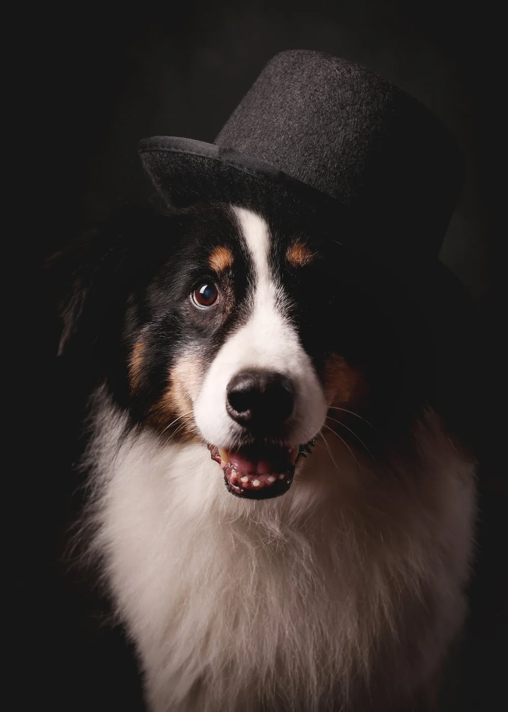 dog hat main.jpg
