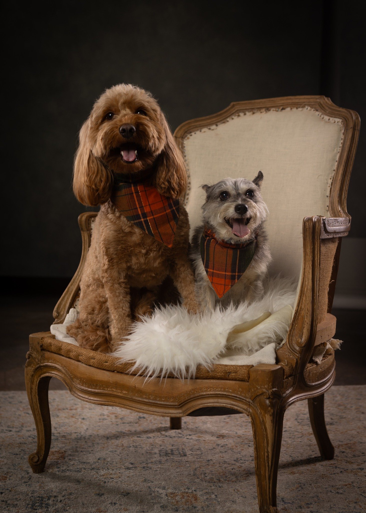 dogs in chairs.jpg