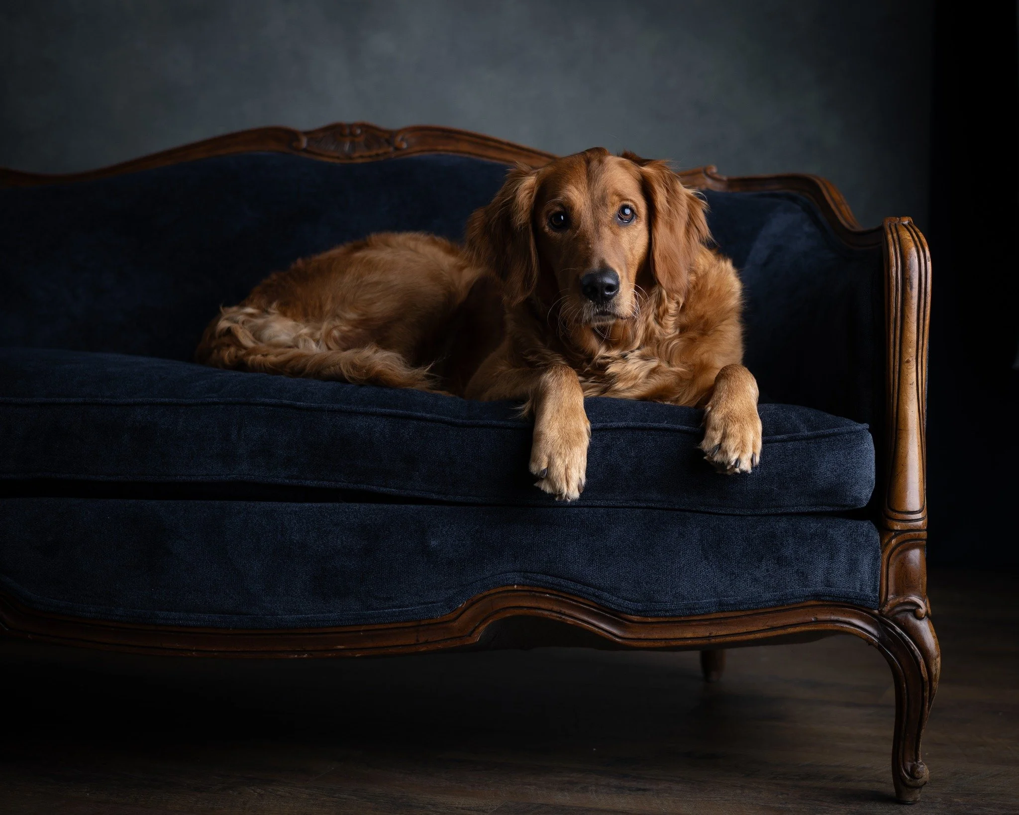 annie on sofa.jpg