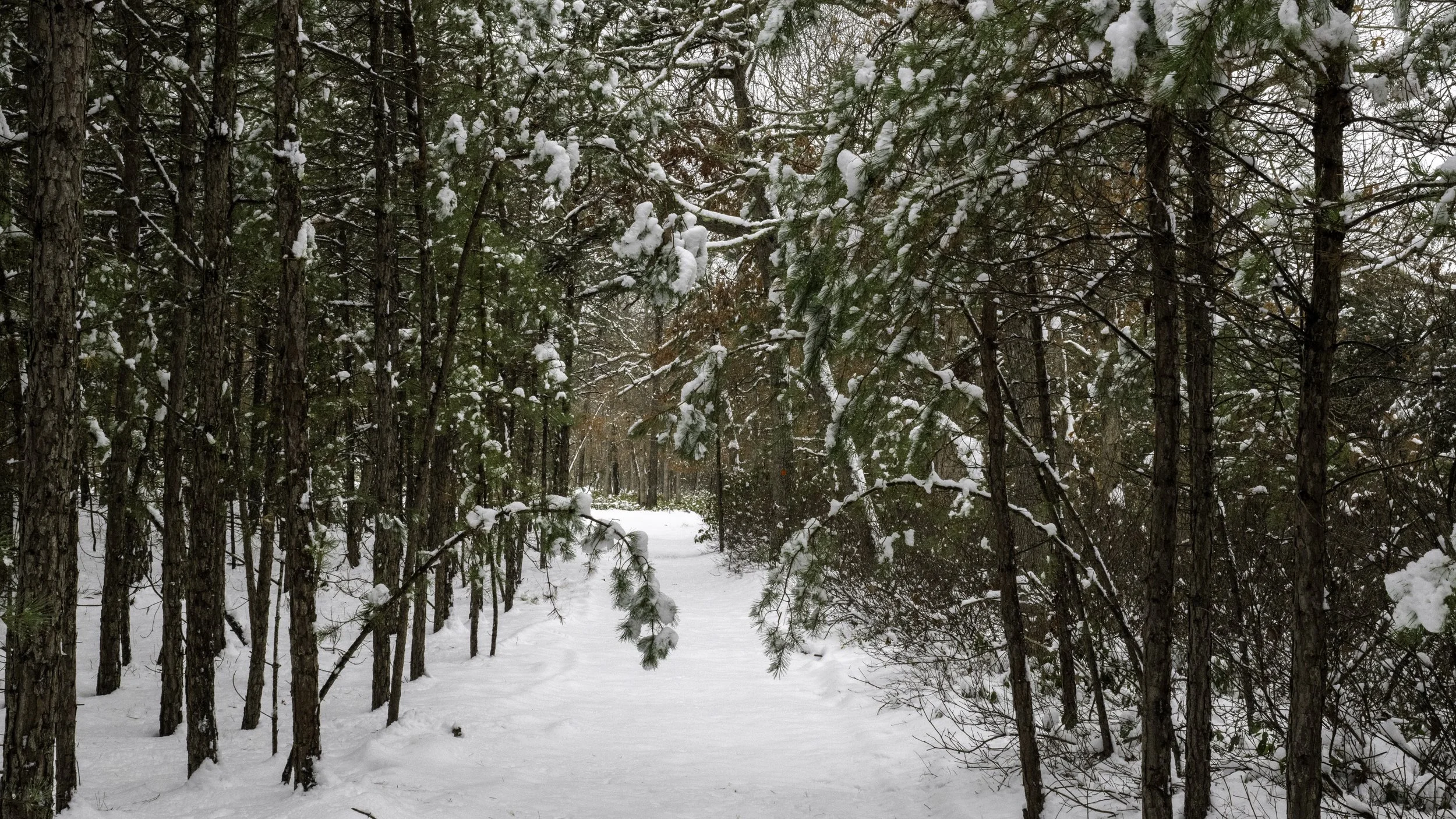 20250212-SNOW-0019.jpg