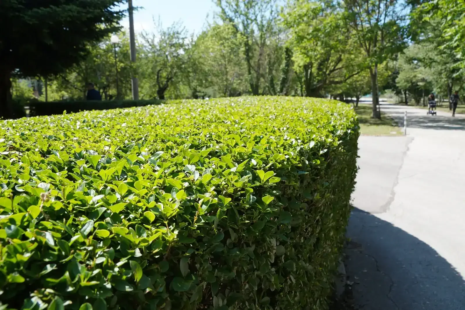 Trimmed shrubs after a seasonal cleanup