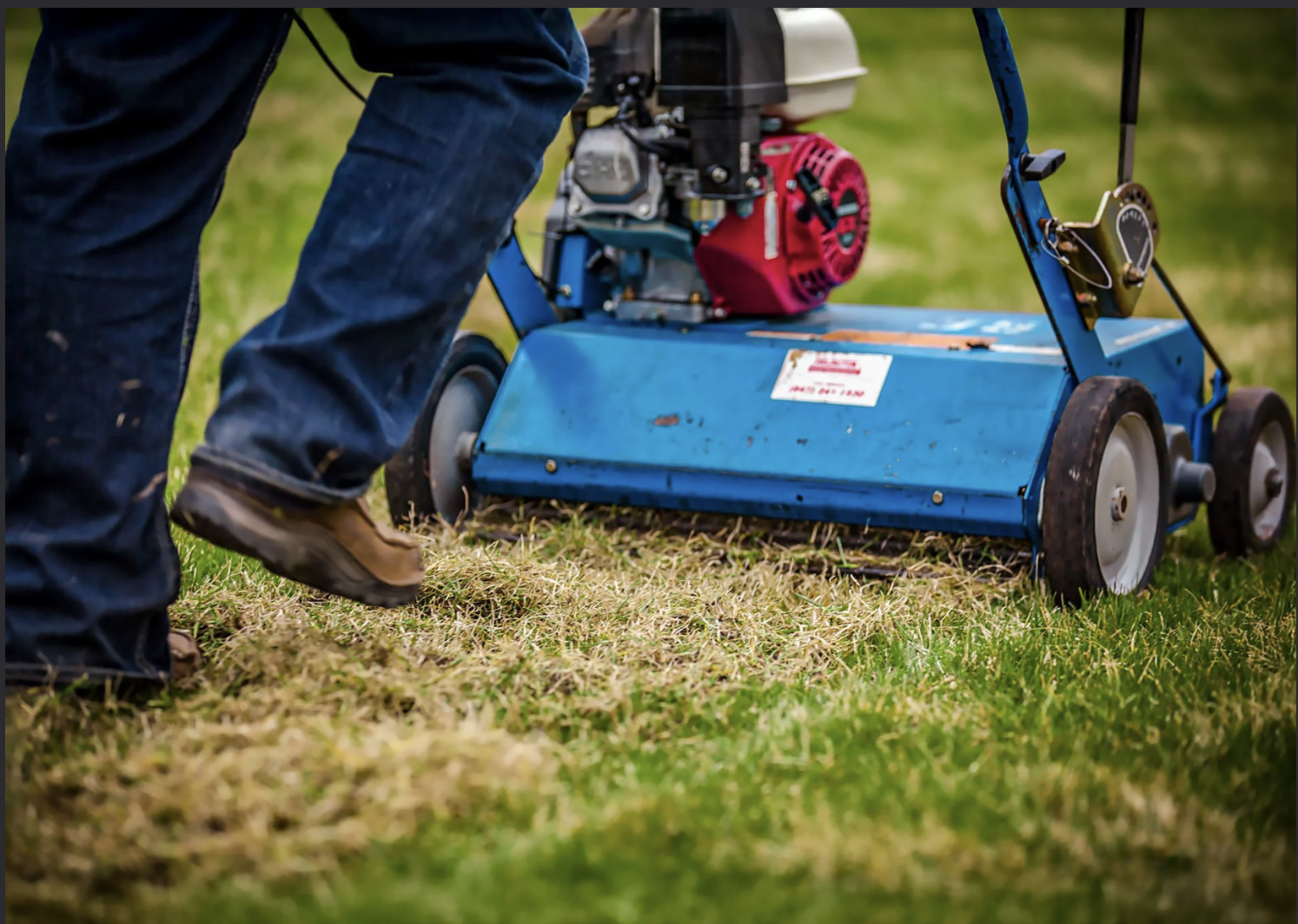 Importance of Dethatching
