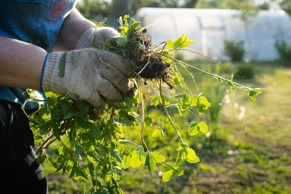 Man pulling weeds in Saratoga Springs Utah