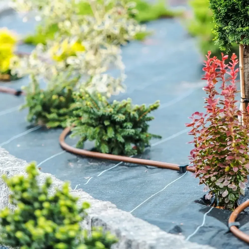 Drip irrigation lines among shrubs on landscape fabric in Utah