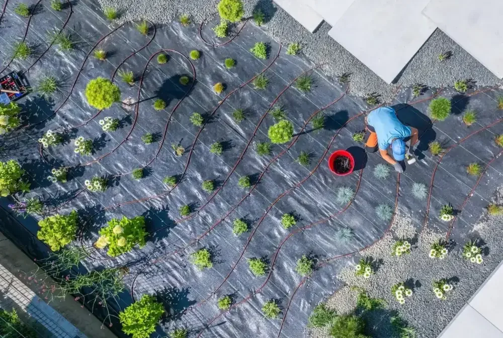 Planting a new landscaped bed with drip irrigation