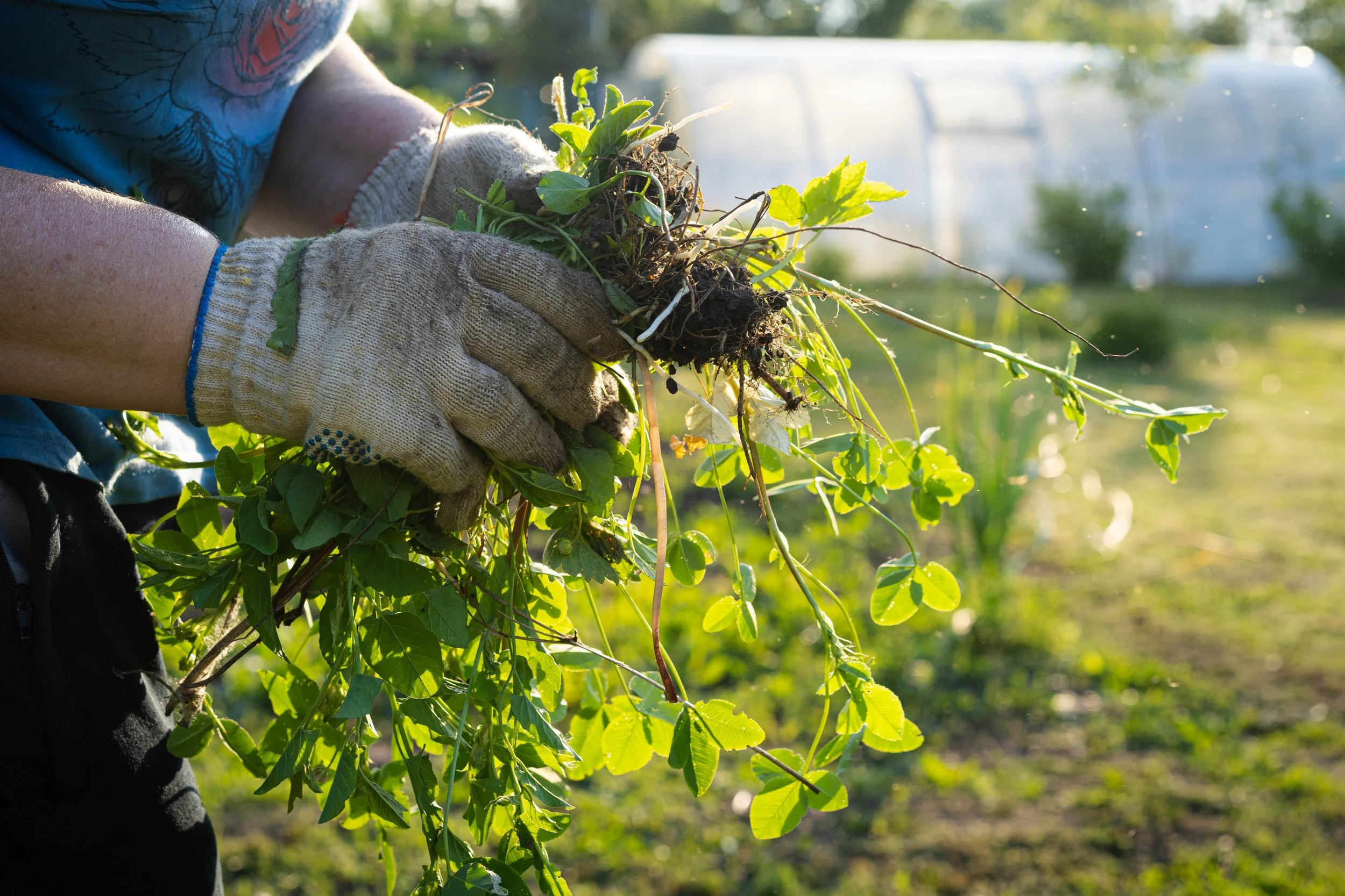 Man pulling weeds in Saratoga Springs Utah