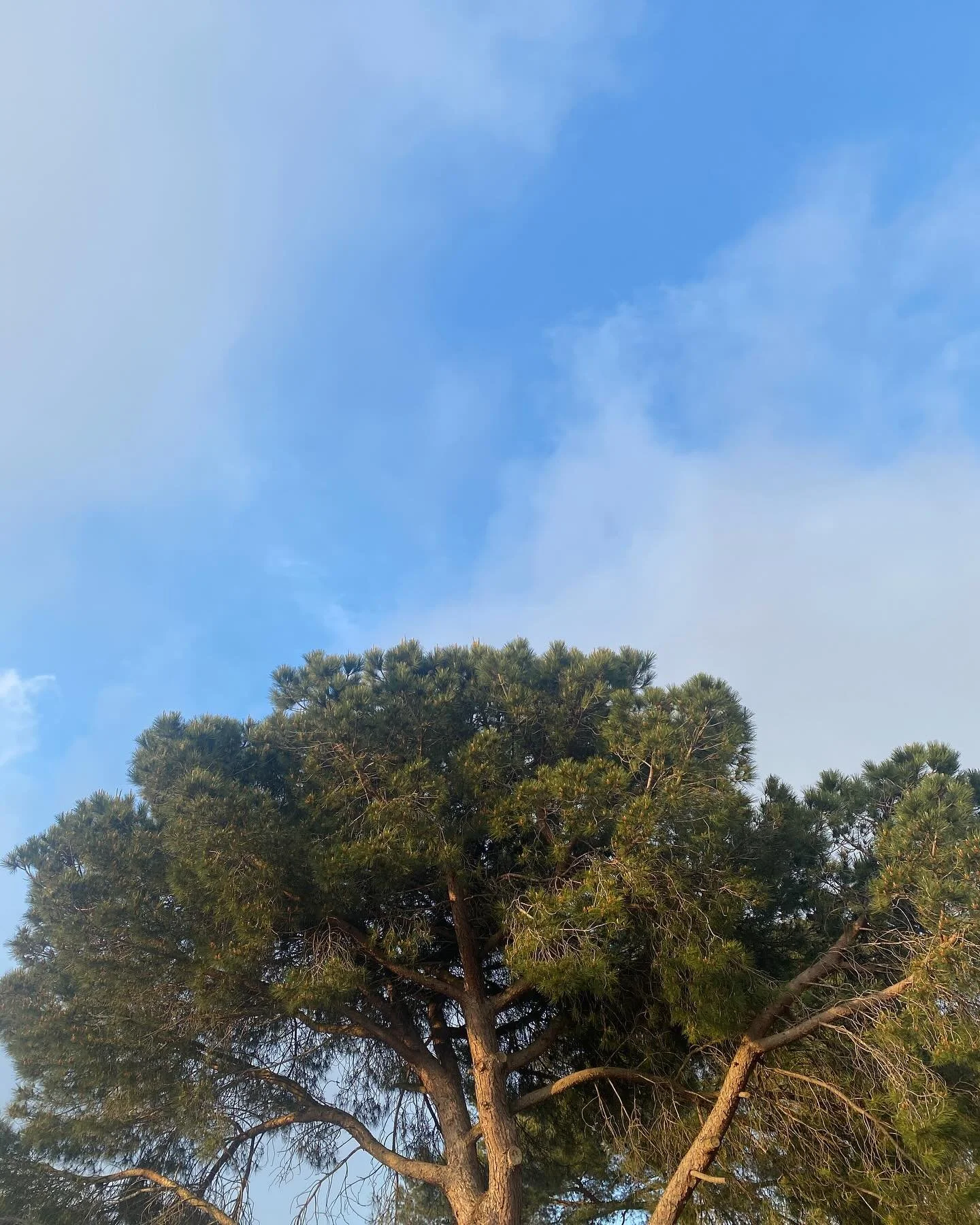 took a little pause 🌞 
and now I’m cooking up some new offerings. 
sessions, gatherings, and quiet rituals are on their way 💫