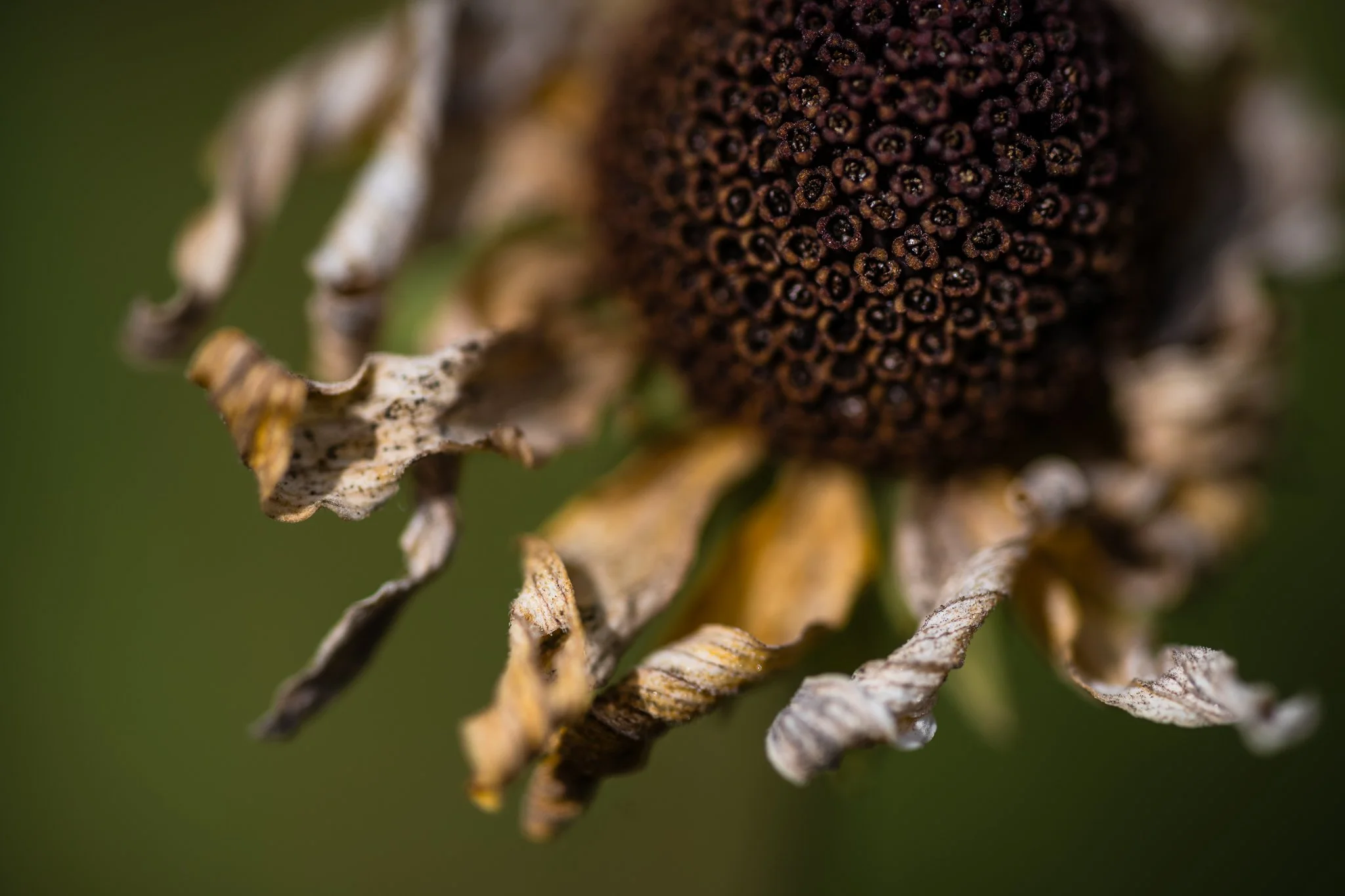 Fall is setting in around here, and the last of the summer flowers are wilting. Some of the trees are already changing colors, and the days are getting cooler. Even though I love the fall, I definitely am mourning the loss of the lazy, warm, summer d
