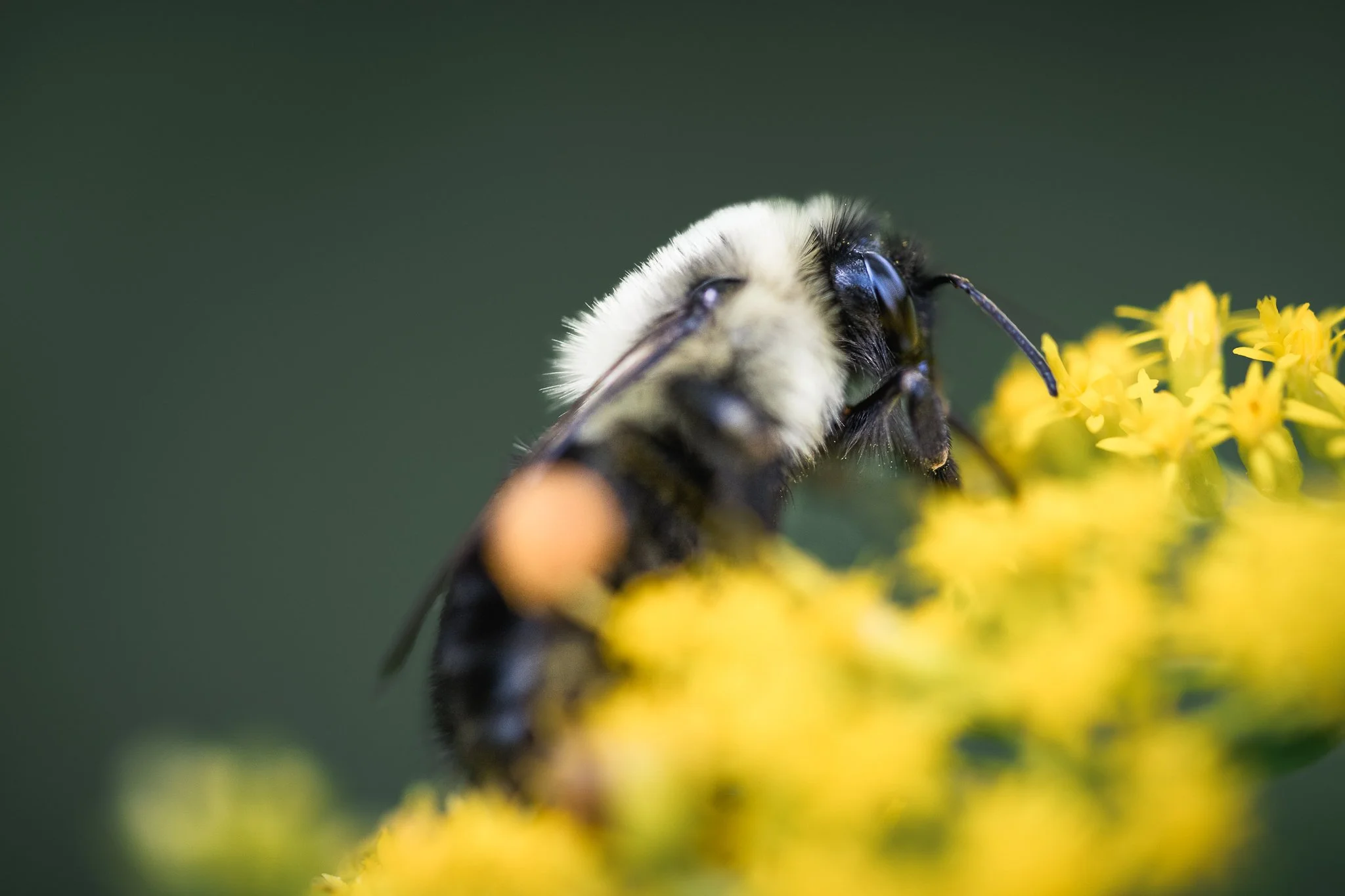 Sometimes going outside and having some quiet time with a macro lens is the perfect way to end a busy week. In other news, registration is open for the next run of Moving to Manual workshop, which starts October 6th! If you've been wanting to learn h