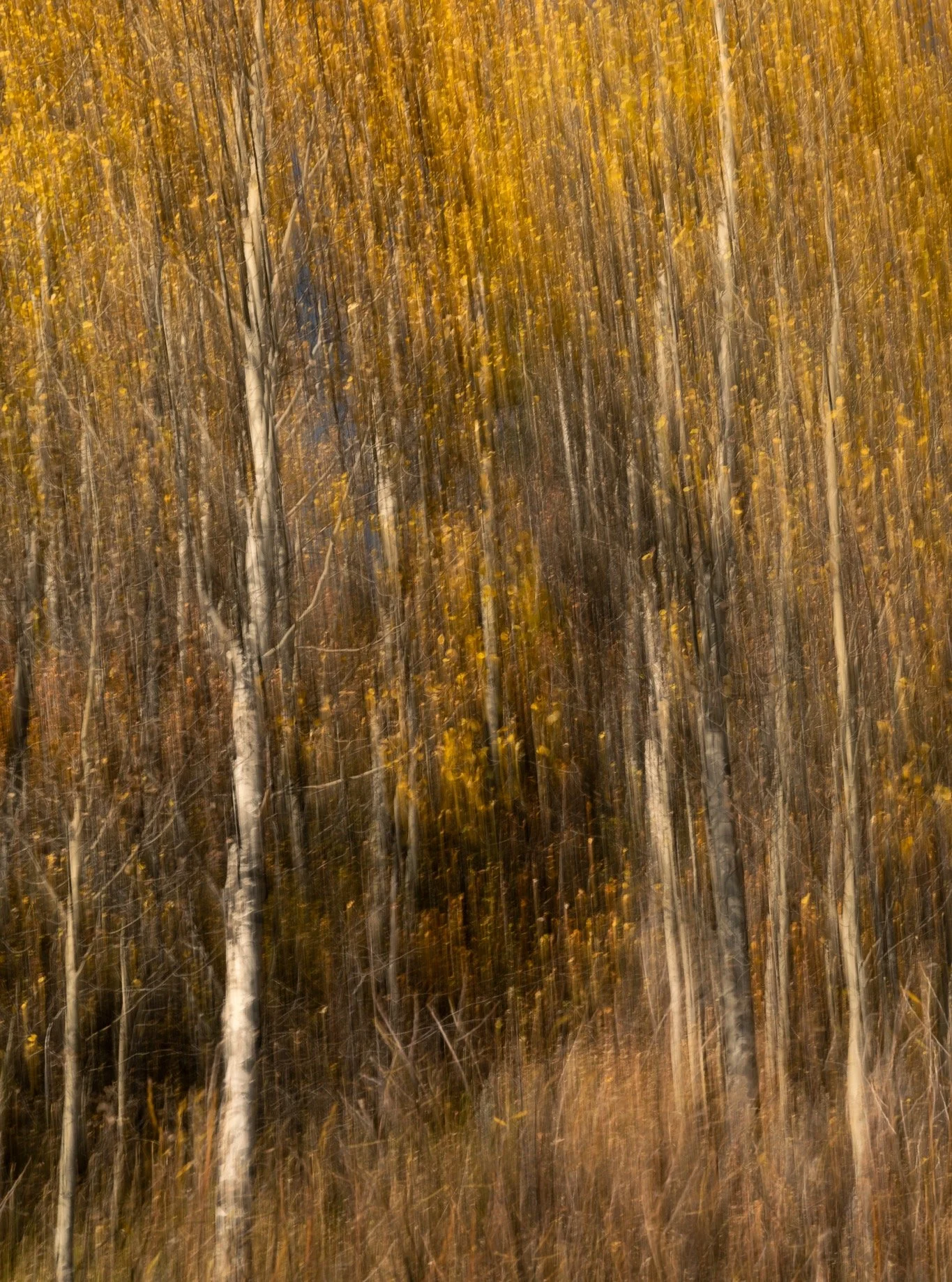 A little something different for fall today. I often use slow shutter speeds in my work, and I love how the colors of the fall leaves and the white of the tree bark blur into the abstract when using intentional camera movement. This was a fun afterno