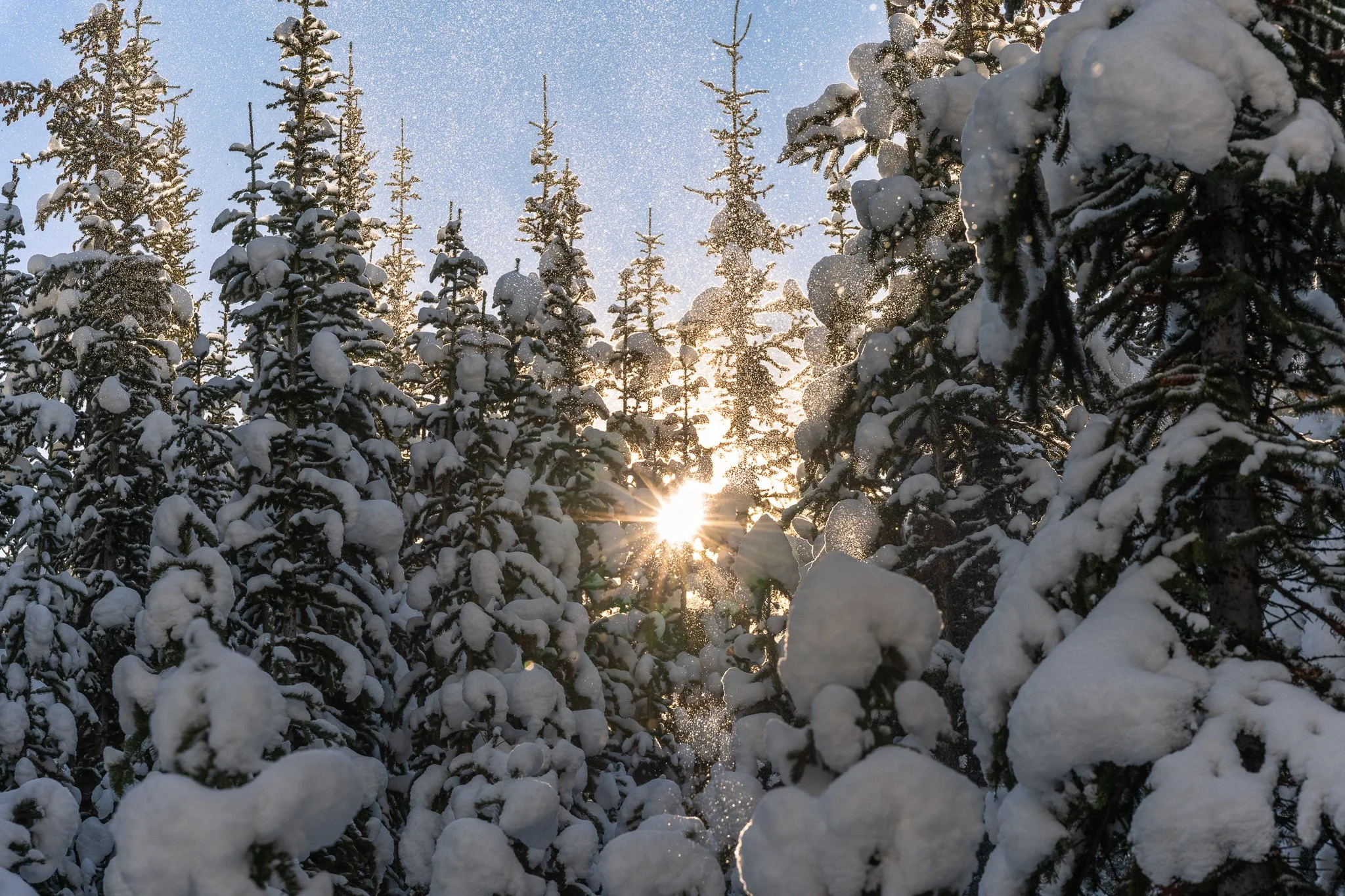 Snowy sunrise through the forest. This image was taken in Banff last year, but it feels like it could be from our backyard today. We got SO much snow this weekend, and we've been loving every minute of it! It's perfect for this time of year when we'r