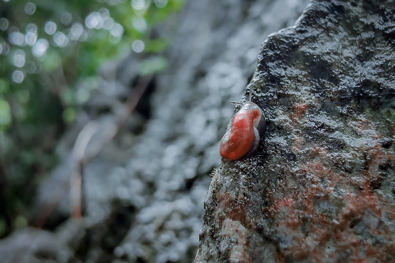 Red snail on a wet rock surface with blurred green background.