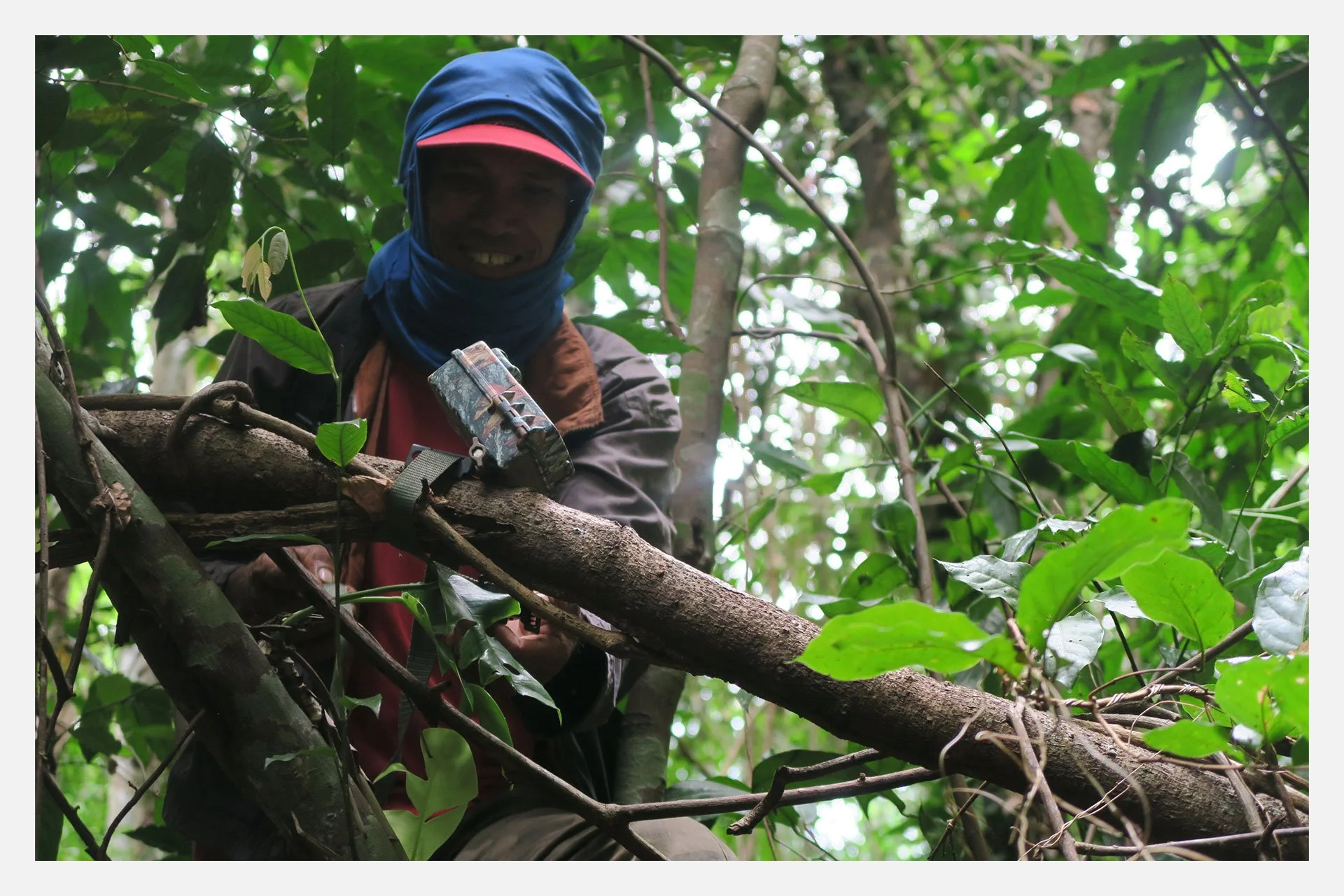 Person setting up a camera trap in a dense forest.