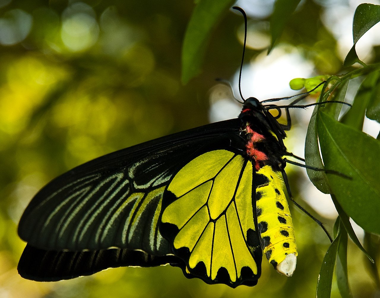 Close-up of a butterfly with black and yellow wings perched on a green leaf.