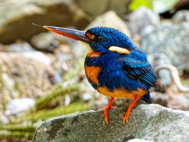 Colorful kingfisher bird perched on a rock