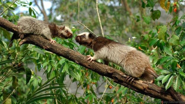 Two brown-throated three-toed sloths on a tree branch in the forest.