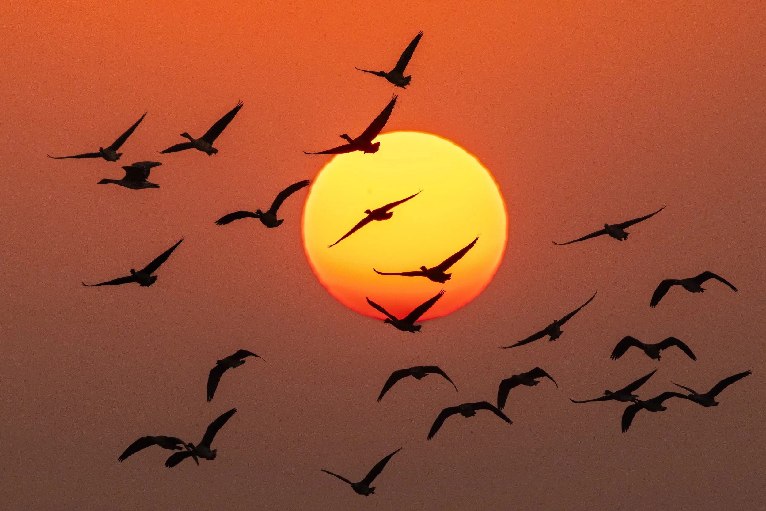 Birding in Boyang Lake, China (November 2026 - February 2027)