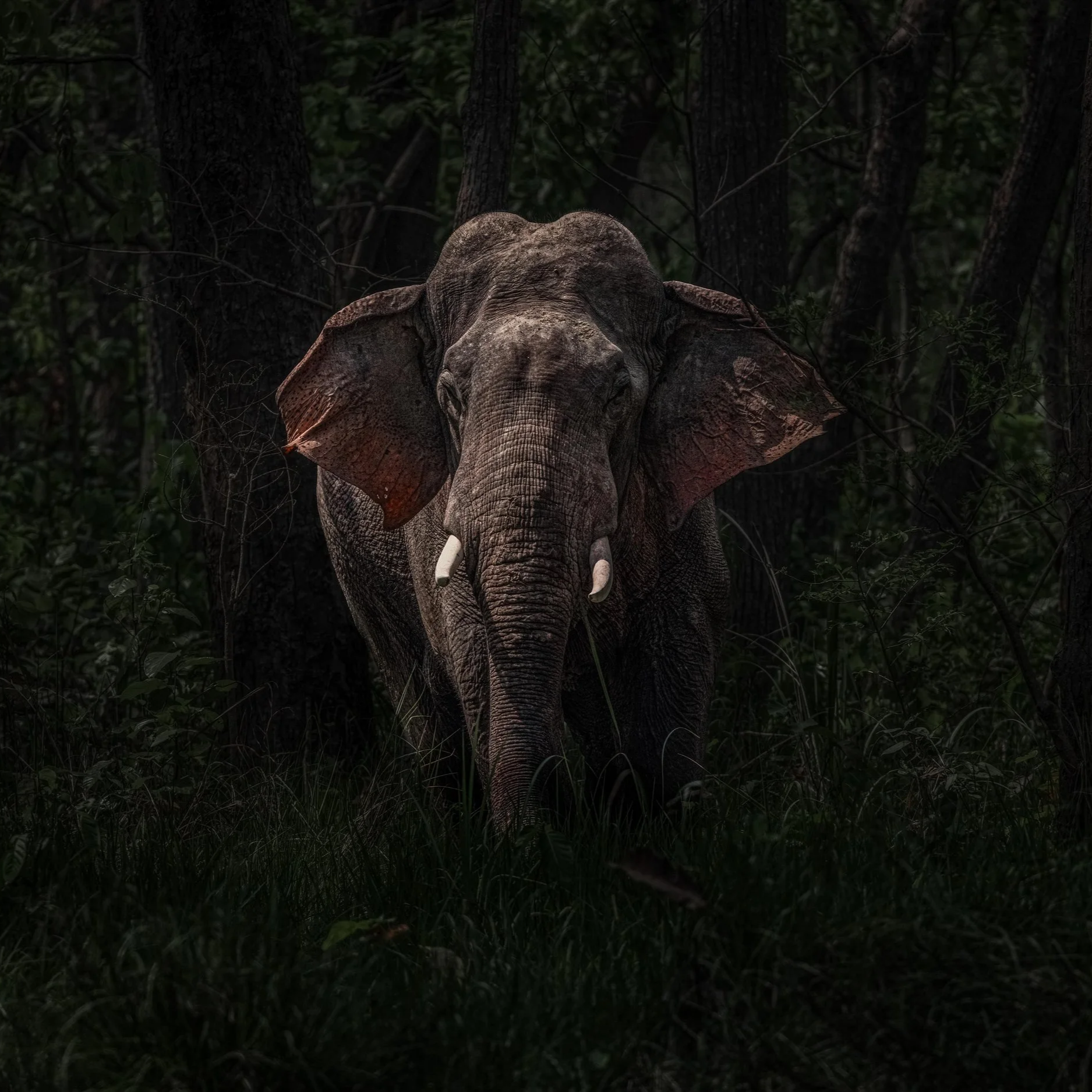Pantanal-1+%281%29.png