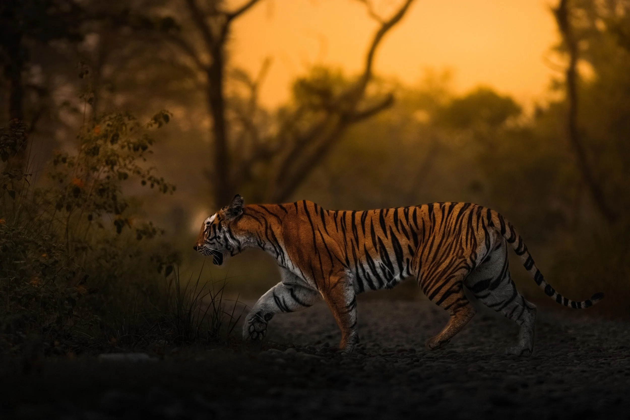 Nepal Ecological Safari