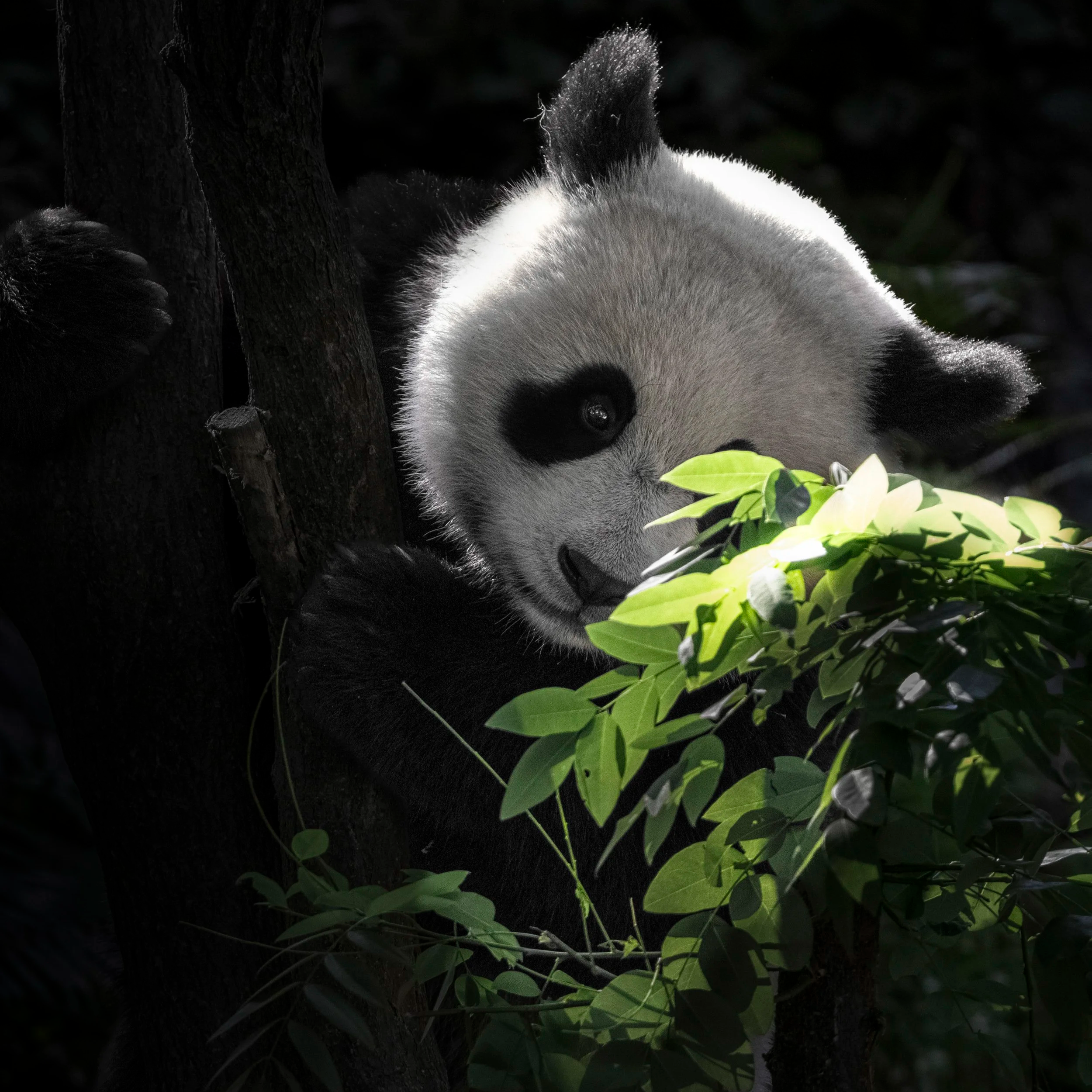 Woloong，China